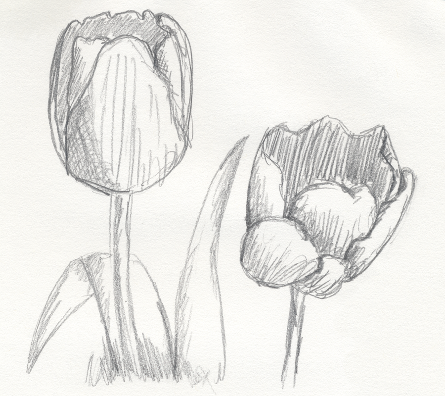 900x800 Tulips Sketch By Cheekydesignz - Tulip Sketch