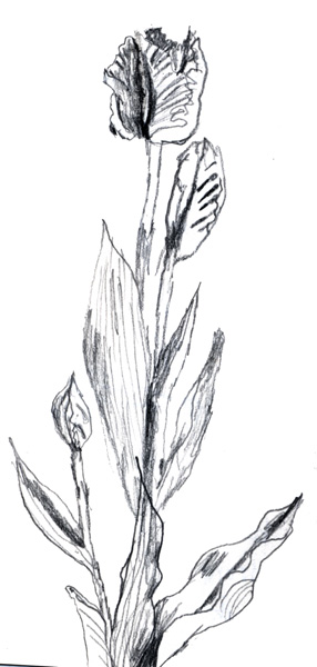 286x600 Purple Parrot Tulip Sketch And Photo(S) Albatz Blog - Tulip Sketch