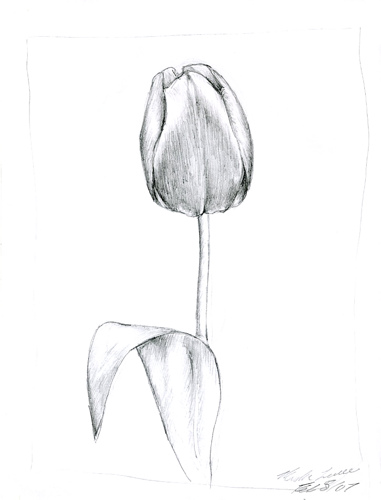 381x500 Tulip Sketch Mashalevene - Tulip Sketch