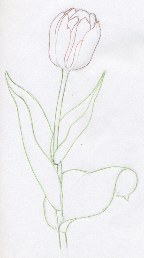 500x897 Draw Tulip Flowers In Few Easy Steps - Tulip Sketch