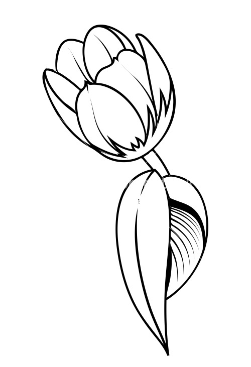 500x731 Drawn Flower Tulip - Tulip Sketch