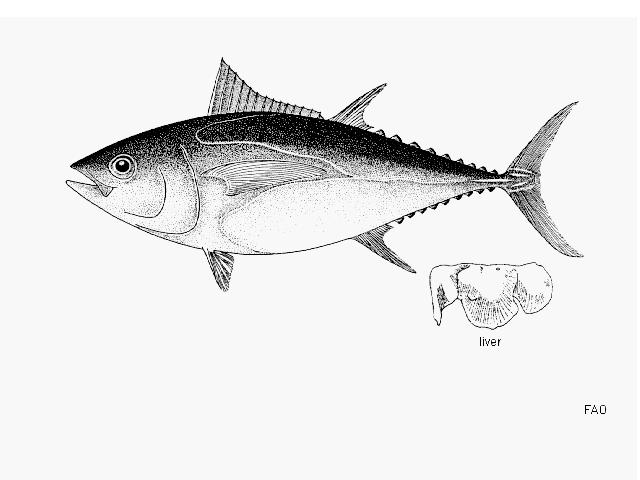 640x480 Fishsource - Tuna Fish Sketch