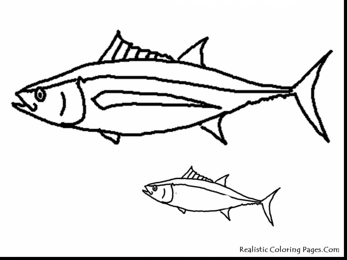 1126x844 Tuna Coloring Pages 2775974 - Tuna Fish Sketch