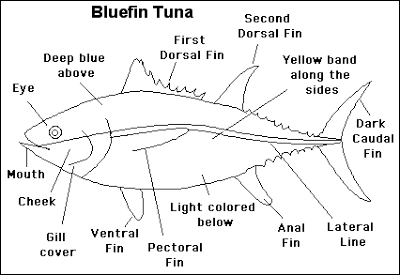 400x275 Tuna Fish Anatomy - Tuna Fish Sketch