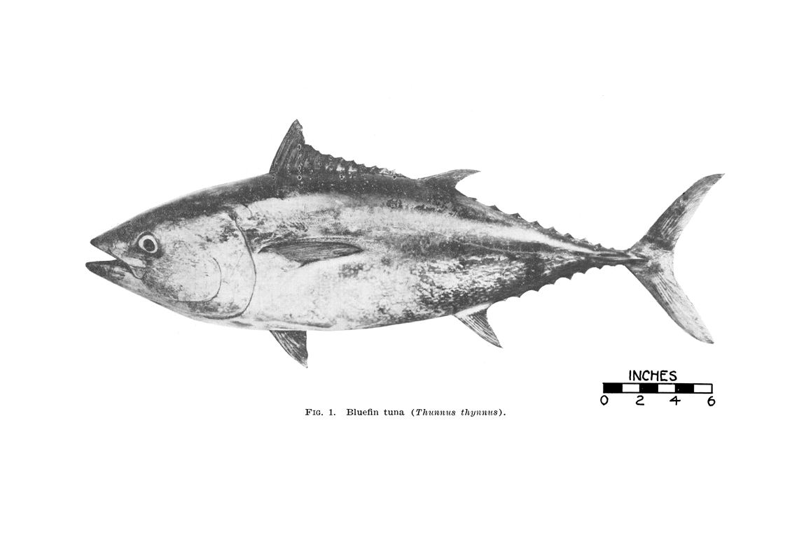 1141x768 Tuna Fish Drawing - Tuna Fish Sketch