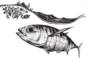 300x230 Tuna Fish Drawings Fine Art America - Tuna Fish Sketch