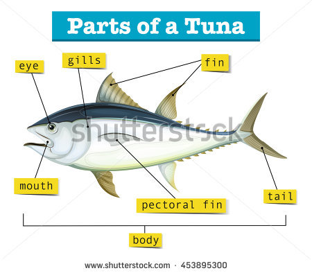 450x394 Tuna Clipart Fish Gill ~ Frames ~ Illustrations ~ Hd Images - Tuna Fish Sketch