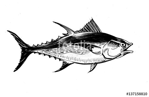 500x326 Tuna Fish Sketch Stock Photo And Royalty Free Images On Fotolia - Tuna Fish Sketch