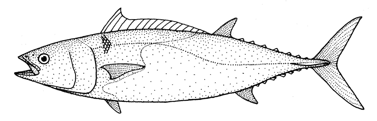1200x387 Slender Tuna - Tuna Fish Sketch