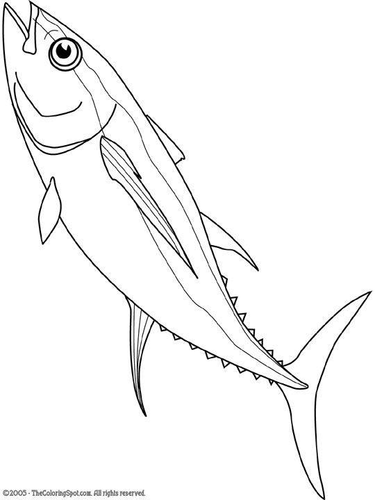 540x720 Tuna Fish Line Drawing - Tuna Fish Sketch
