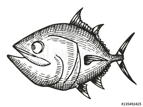 500x375 Tuna Fish Sea Cartoon Sketch. Vector Illustration - Tuna Fish Sketch