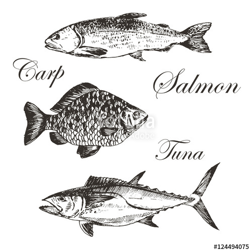 500x500 Vector Fish Sketch Drawing - Tuna Fish Sketch