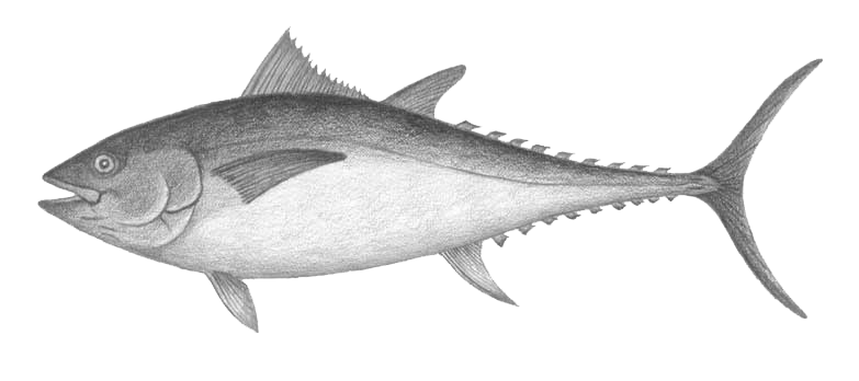 783x348 Drawn Fish Tuna - Tuna Fish Sketch