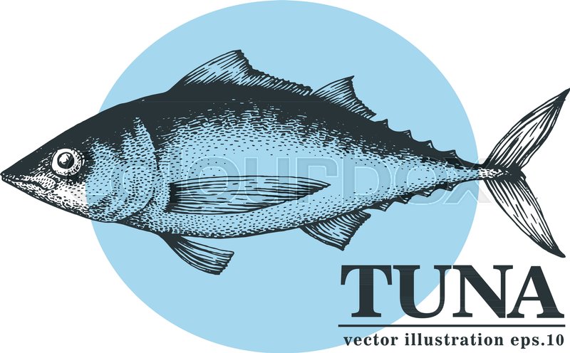 800x496 Hand Drawn Sketch Seafood Vector Vintage Illustration Of Tuna Fish - Tuna Sketch