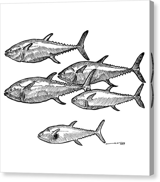 546x622 School Of Tuna Fish Drawing By Karl Addison - Tuna Sketch