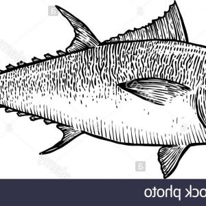 300x300 Stock Illustration Tuna Fish Sketch With Atlantic Sohadacouri - Tuna Sketch