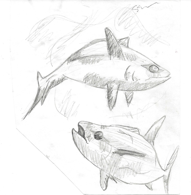 800x814 Tuna Sketch By Thylacinus1 - Tuna Sketch