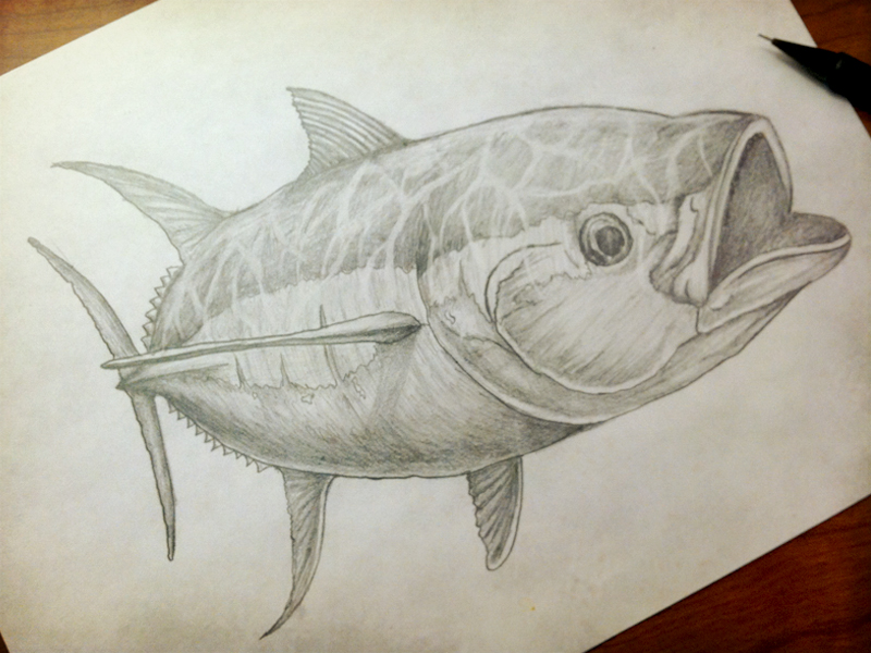 800x600 Tuna Sketch By Zach Little - Tuna Sketch