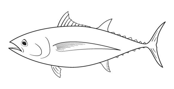 582x300 Tuna Clipart Black And White - Tuna Sketch
