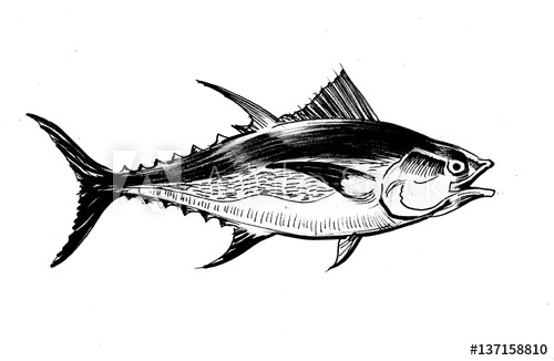 500x326 Tuna Fish Sketch - Tuna Sketch