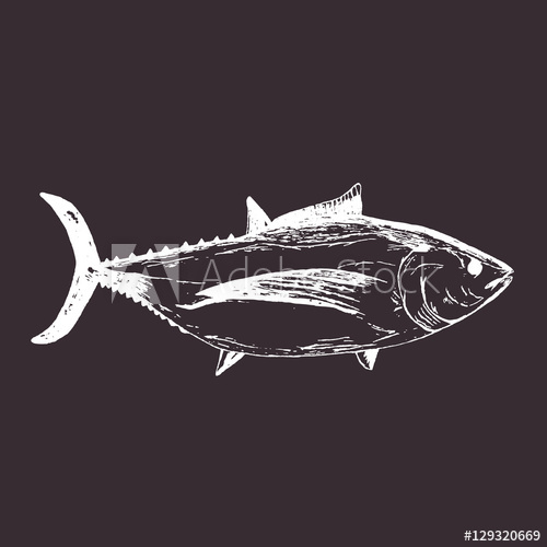 500x500 Tuna Sketch Hand Drawn. Vector Illustration. - Tuna Sketch