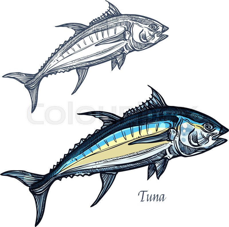 800x795 Tuna Sketch Vector Fish Icon. Isolated Ocean Mackerel Fish Species - Tuna Sketch