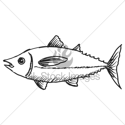 500x500 Tuna Gl Stock Images - Tuna Sketch