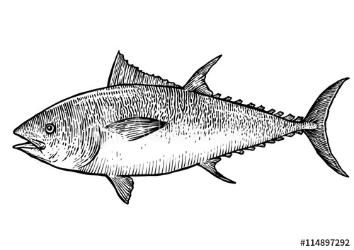 500x354 Scale, Fin, Water, Food, Fish, Illustration, Engrave, Line - Tuna Sketch