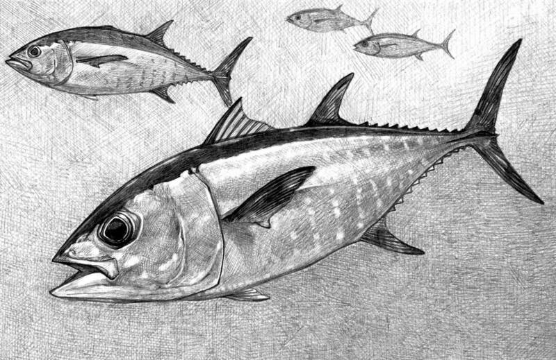 Tuna Sketch at Explore collection of Tuna Sketch