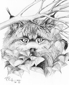 243x300 Tundra Wolf Drawings Fine Art America - Tundra Sketch