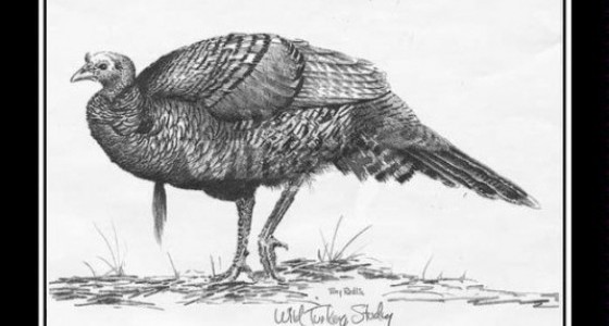 560x300 Turkey Sketch Redlin Art Center - Turkey Sketch