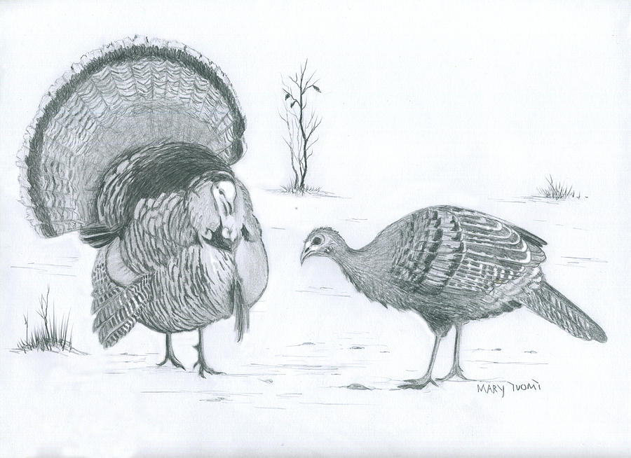 Turkey Sketch At Paintingvalley.com 