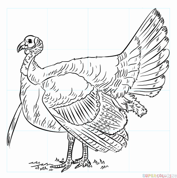 574x575 Turkey Sketch How To Draw A Turkey Step By Step Drawing Tutorials - Turkey Sketch