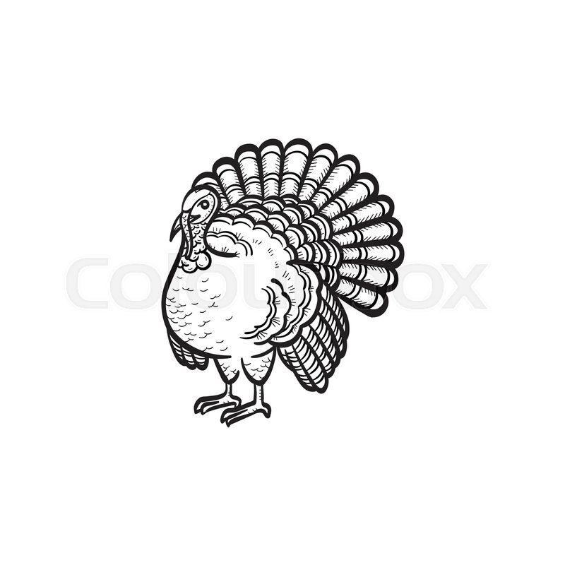 800x800 Vector Hand Drawn Turkey Outline Doodle Icon. Turkey Sketch - Turkey Sketch