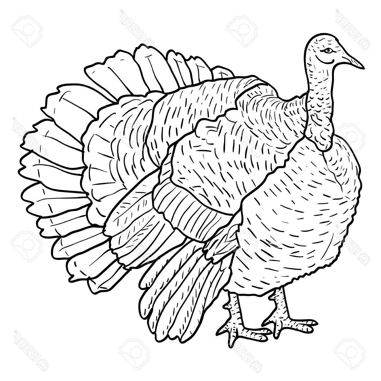 1300x1300 Best Hd Sketch Black Turkey On White Background Vector - Turkey Sketch