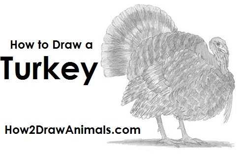 500x315 How To Draw A Turkey - Turkey Sketch Simple