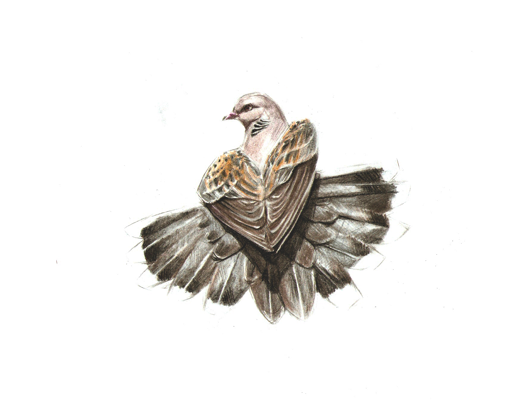 1716x1358 December 2nd - Turtle Dove Sketch