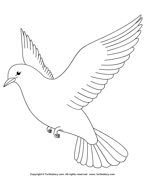 595x725 Dove Clipart Turtle Dove Cute Borders, Vectors, Animated, Black - Turtle Dove Sketch