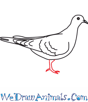 300x350 How To Draw A Ufeffturtle Dove - Turtle Dove Sketch