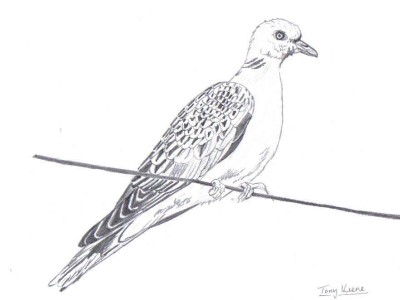 400x300 Pencil Sketches - Turtle Dove Sketch