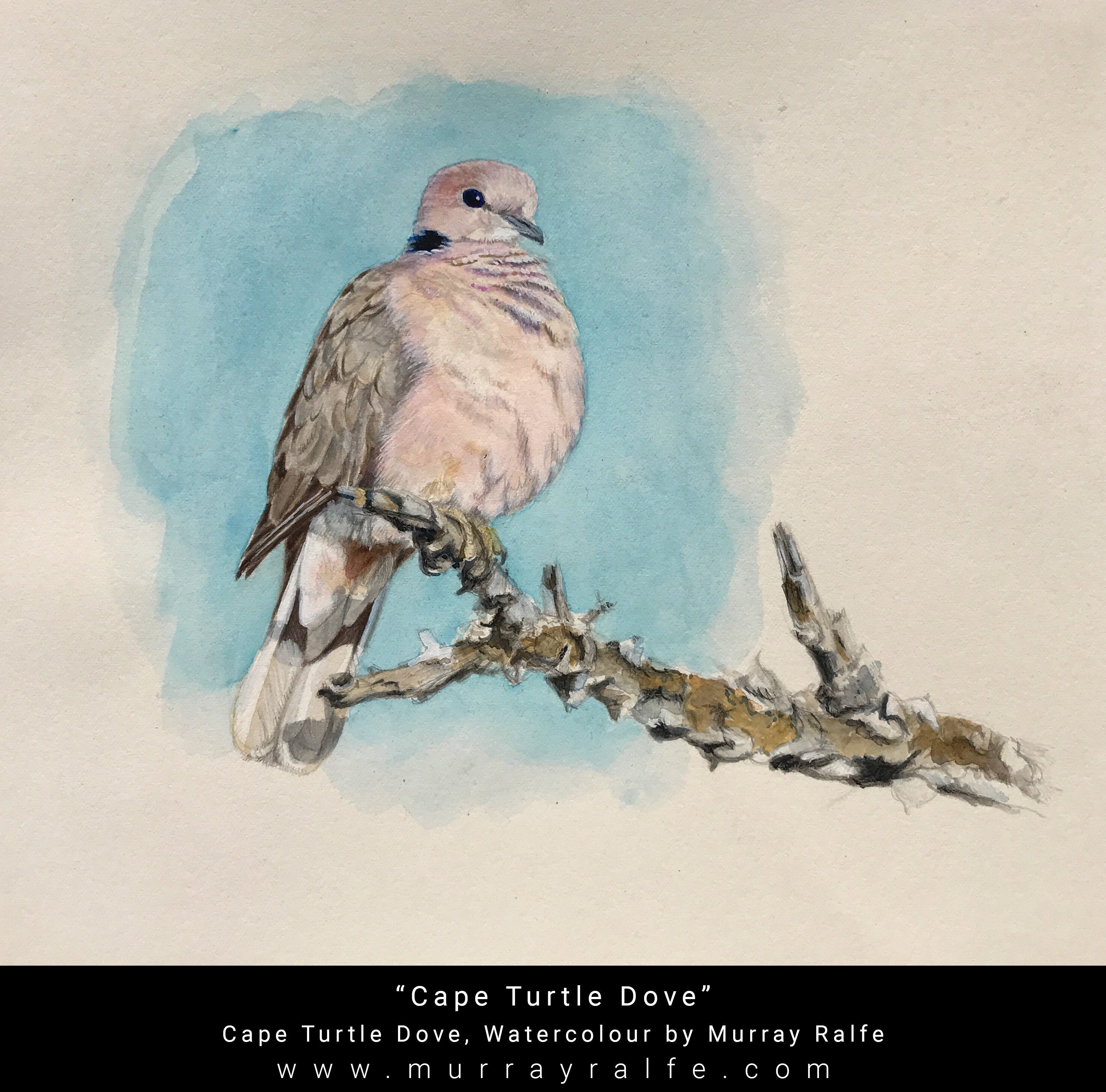Turtle Dove Sketch at Explore collection of Turtle