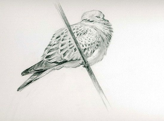 550x406 Turtle Dove Illustration By Paschalis Dougalis Illustrated - Turtle Dove Sketch