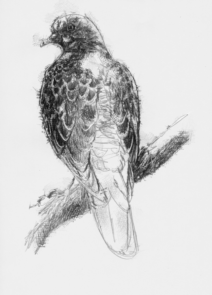 735x1024 Turtle Dove Seanbriggs - Turtle Dove Sketch