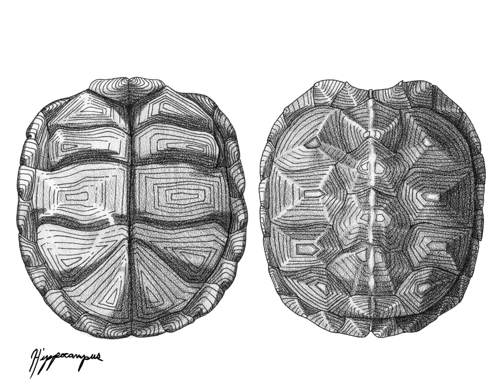 Turtle круг. Панцирь черепахи. Панцирь черепахи узор. Черепаха вид сверху. Черепаший панцирь узор.