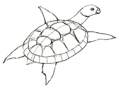 400x292 How To Draw A Turtle - Turtle Shell Sketch