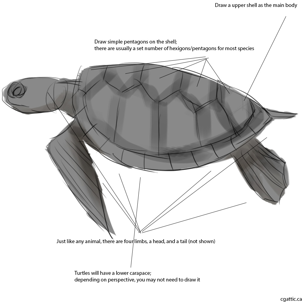 1000x1000 Realistic Turtle Drawings In 4 Steps With Photoshop - Turtle Shell Sketch