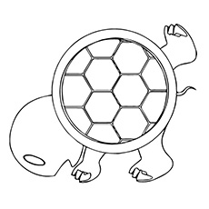 Turtle Shell Sketch At Paintingvalley.com 