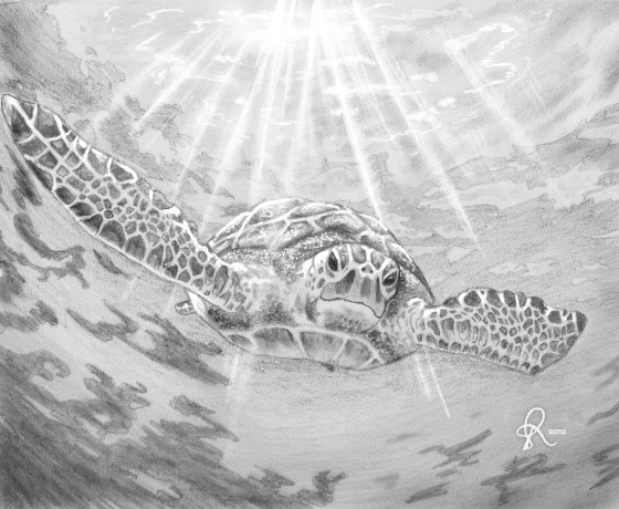 560x460 Turtle Sketch By Rachel Tiede - Turtle Shell Sketch