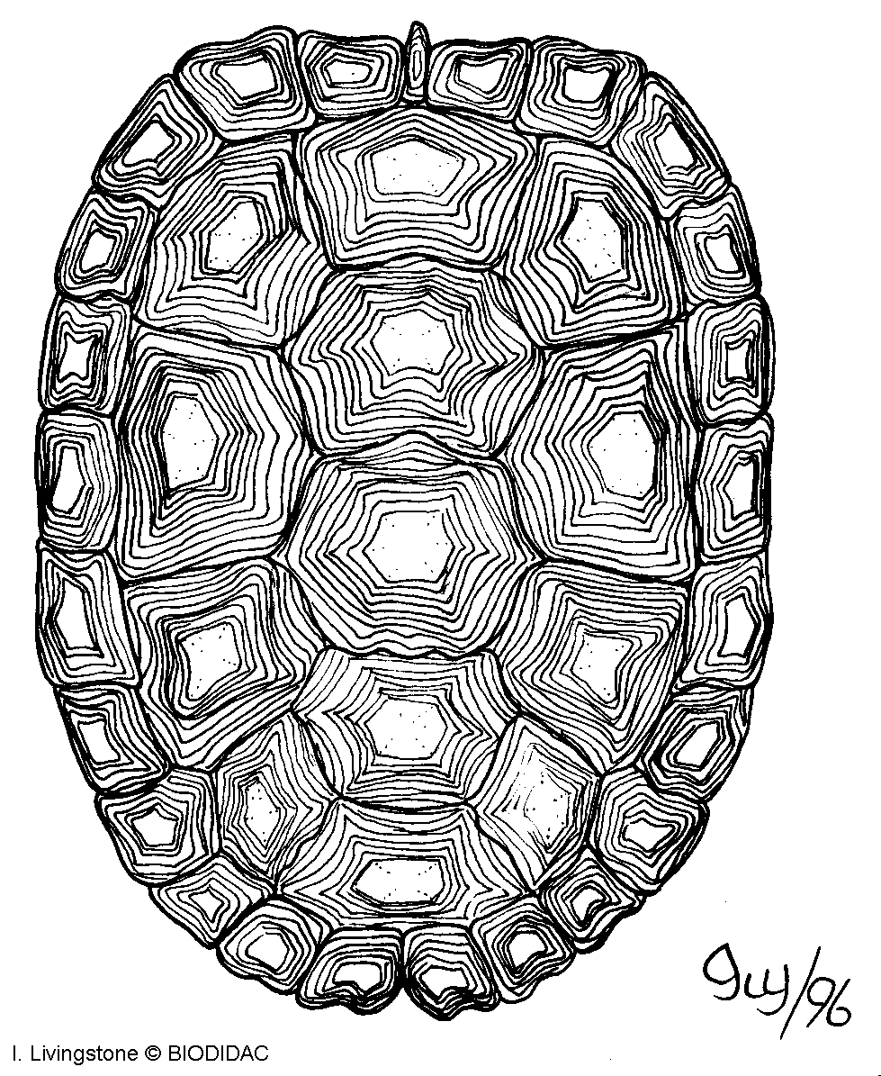 979x1195 Turtle Shell Drawing - Turtle Shell Sketch
