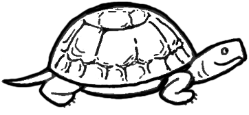 362x168 How To Draw Turtles With Easy Step By Step Drawing Instructions - Turtle Shell Sketch